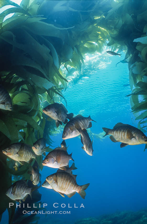 Black perch in kelp forest. San Clemente Island, California, USA, Embiotoca jacksoni, natural history stock photograph, photo id 04812