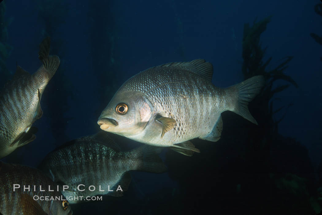 Black perch in kelp forest. San Clemente Island, California, USA, Embiotoca jacksoni, natural history stock photograph, photo id 03434