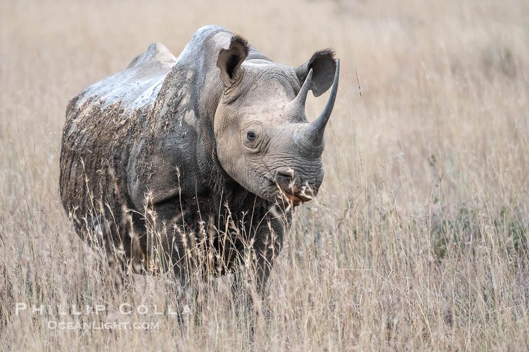 Black Rhinocerus, Nairobi National Park. Kenya, Diceros bicornis, natural history stock photograph, photo id 39732