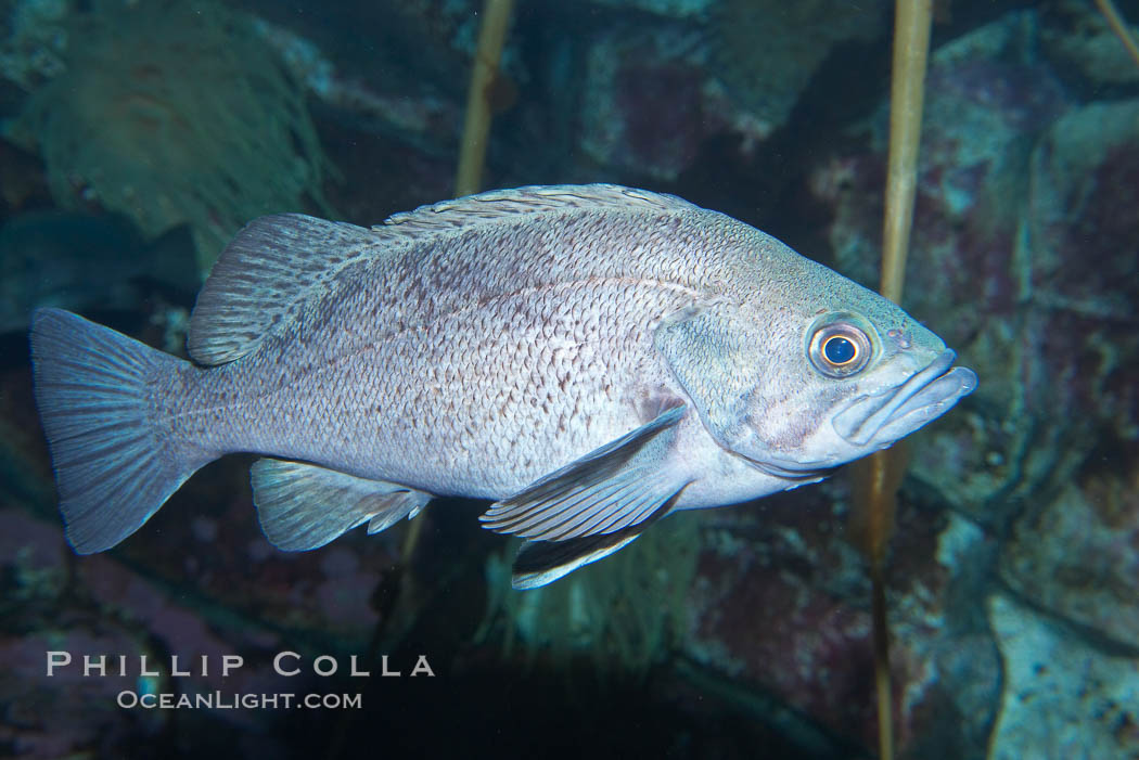 Black rockfish, also known as black bass, are popular sport fish.  They live up to 1200 feet (360m) deep but are usually found in water shallower than 300 feet (90m), often in schools., Sebastes melanops, natural history stock photograph, photo id 16958