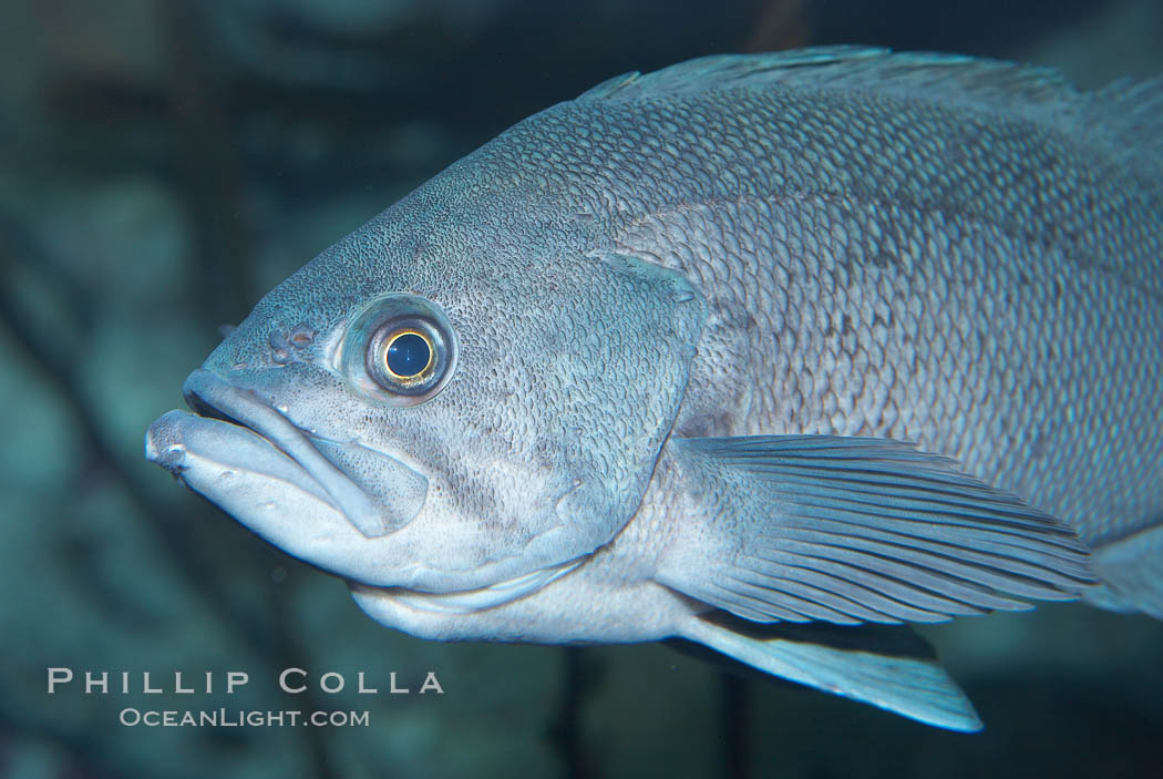 Image 19003, Black rockfish., Sebastes melanops, Phillip Colla, all rights reserved worldwide. Keywords: black rockfish, sebastes melanops.
