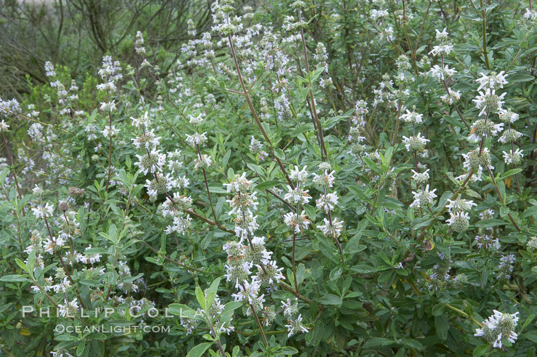 Black sage. San Elijo Lagoon, Encinitas, California, USA, Salvia mellifera, natural history stock photograph, photo id 11314