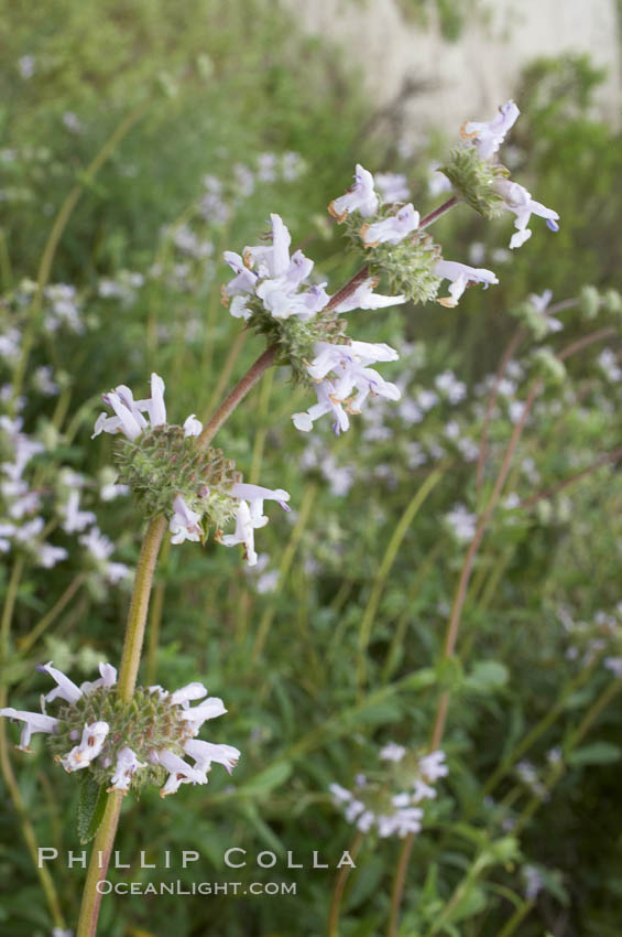 Black sage. San Elijo Lagoon, Encinitas, California, USA, Salvia mellifera, natural history stock photograph, photo id 11308