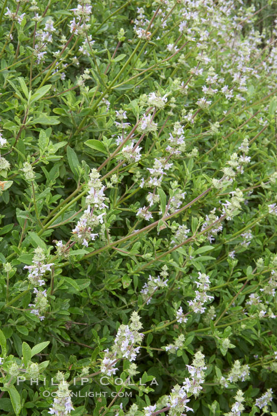 Black sage., Salvia mellifera, natural history stock photograph, photo id 11311