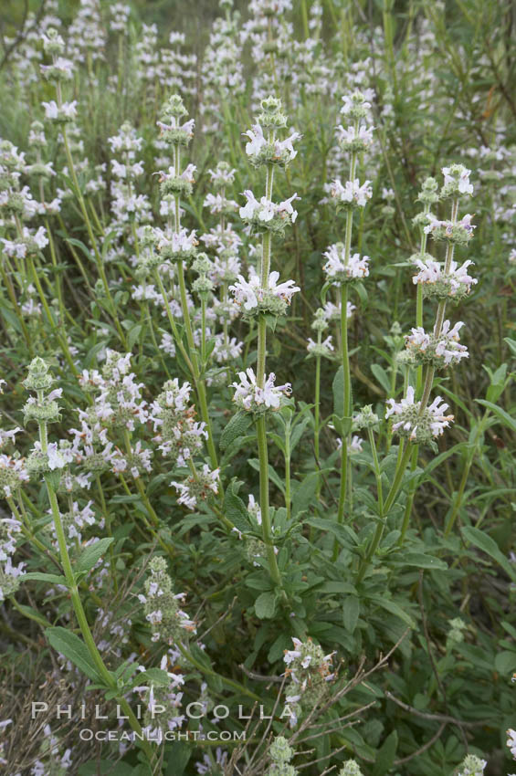 Black sage. San Elijo Lagoon, Encinitas, California, USA, Salvia mellifera, natural history stock photograph, photo id 11305