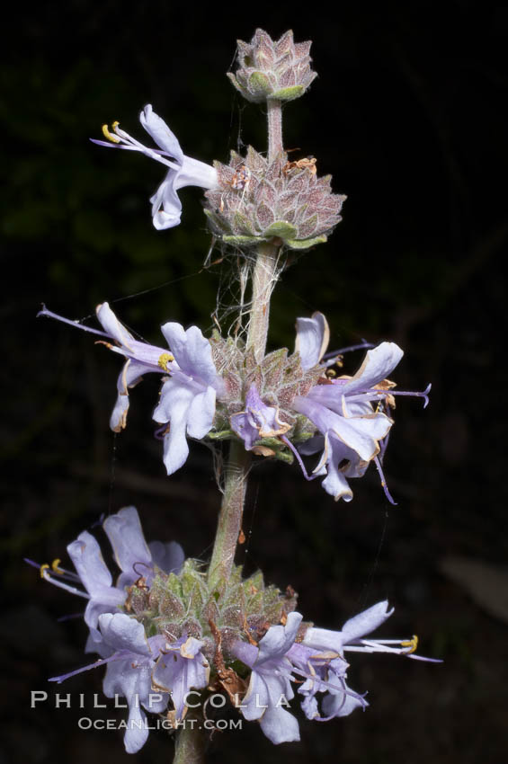 Black sage, Batiquitos Lagoon, Carlsbad. California, USA, Salvia mellifera, natural history stock photograph, photo id 11317