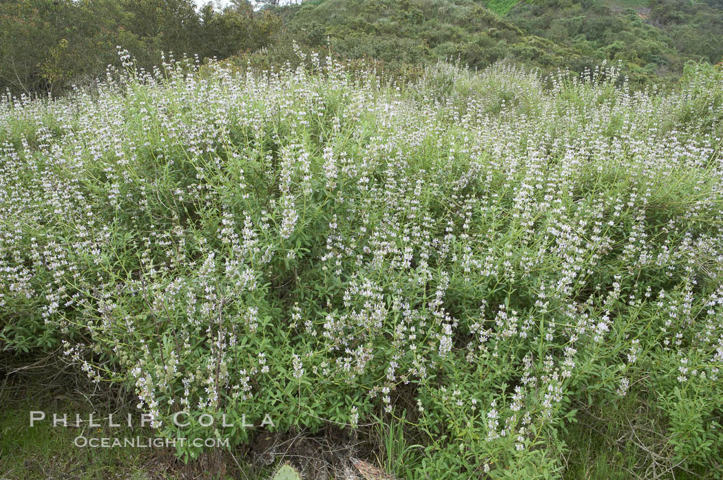 Black sage. San Elijo Lagoon, Encinitas, California, USA, Salvia mellifera, natural history stock photograph, photo id 11306