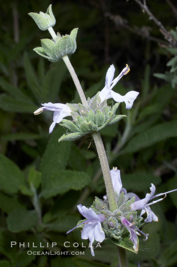 Black sage, Batiquitos Lagoon, Carlsbad. California, USA, Salvia mellifera, natural history stock photograph, photo id 11318