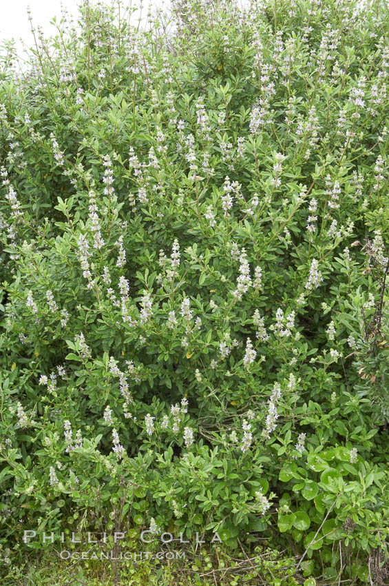 Black sage. San Elijo Lagoon, Encinitas, California, USA, Salvia mellifera, natural history stock photograph, photo id 11312