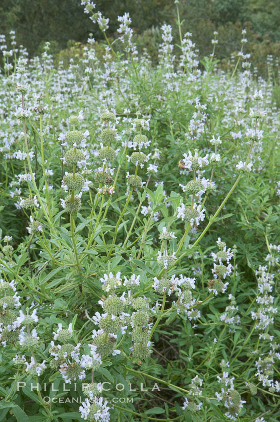 Black sage. San Elijo Lagoon, Encinitas, California, USA, Salvia mellifera, natural history stock photograph, photo id 11315