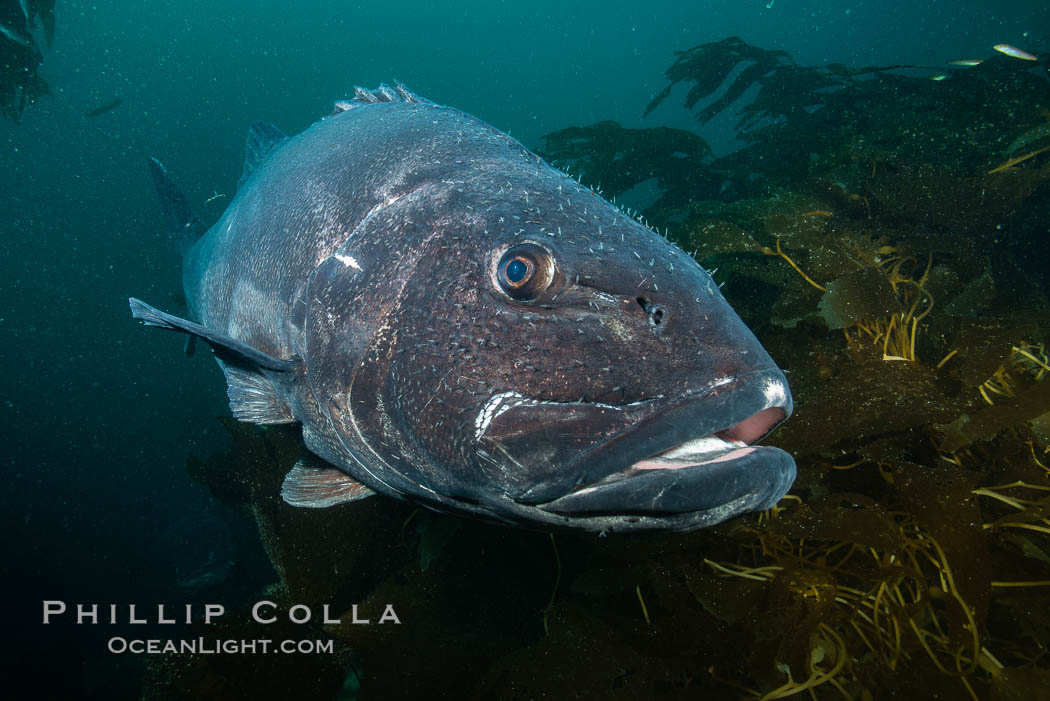Giant black sea bass, endangered species, reaching up to 8' in length and 500 lbs, amid giant kelp forest. Catalina Island, California, USA., Stereolepis gigas, natural history stock photograph, photo id 34621