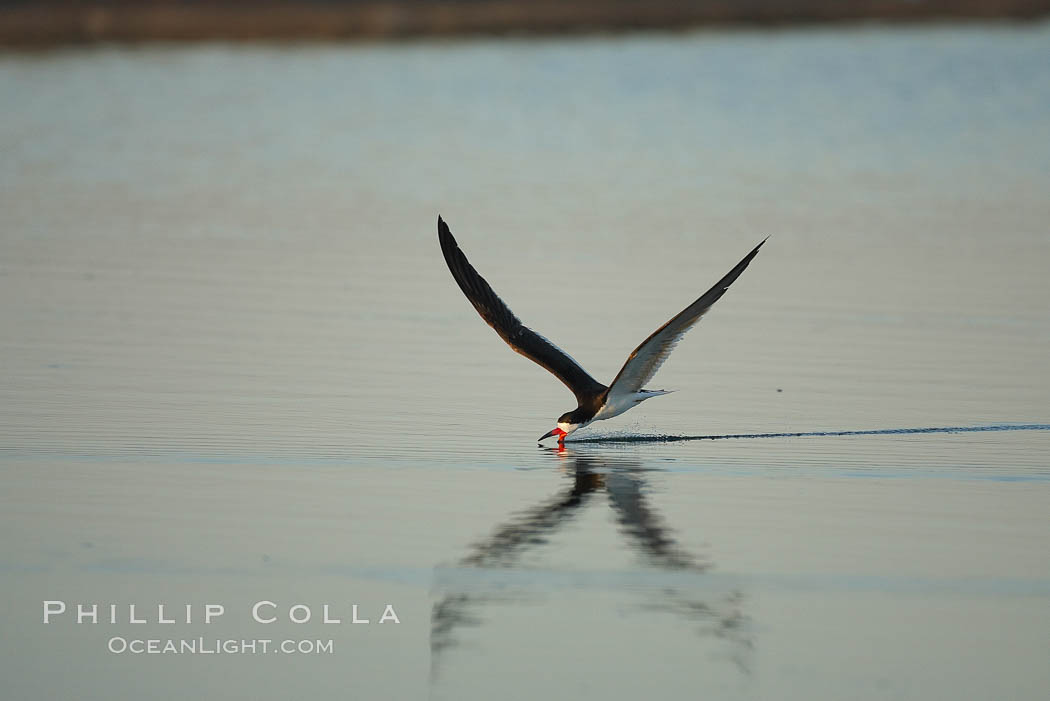 Black skimmer forages by flying over shallow water with its lower mandible dipping below the surface for small fish. San Diego Bay National Wildlife Refuge, California, USA, Rynchops niger, natural history stock photograph, photo id 17430
