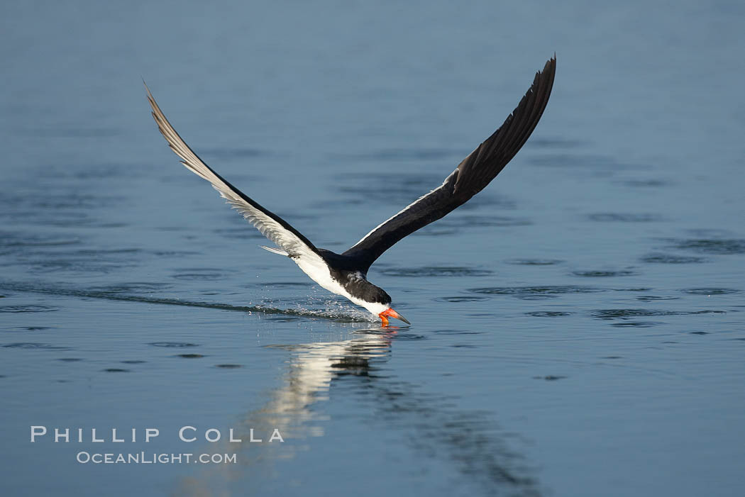 Black skimmer forages by flying over shallow water with its lower mandible dipping below the surface for small fish. San Diego Bay National Wildlife Refuge, California, USA, Rynchops niger, natural history stock photograph, photo id 17424