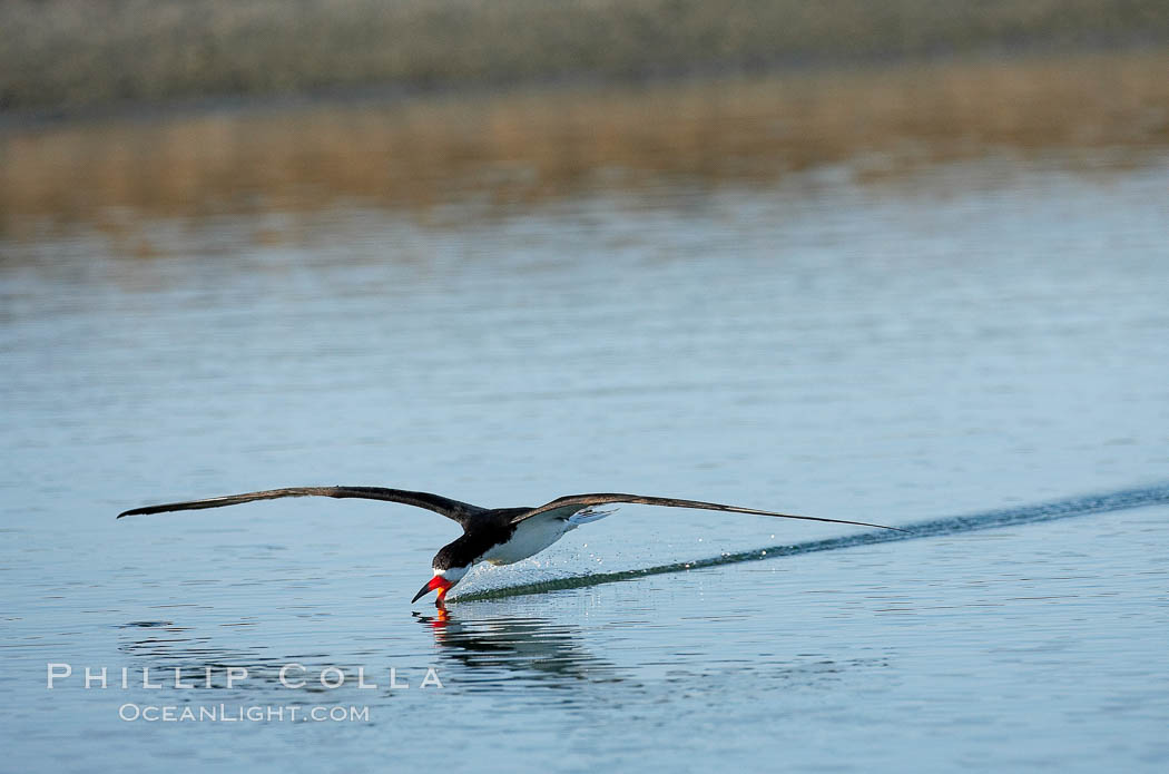 Black skimmer forages by flying over shallow water with its lower mandible dipping below the surface for small fish. San Diego Bay National Wildlife Refuge, California, USA, Rynchops niger, natural history stock photograph, photo id 17427