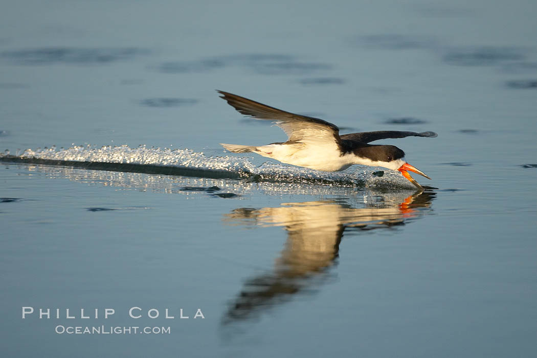 Black skimmer forages by flying over shallow water with its lower mandible dipping below the surface for small fish. San Diego Bay National Wildlife Refuge, California, USA, Rynchops niger, natural history stock photograph, photo id 17439