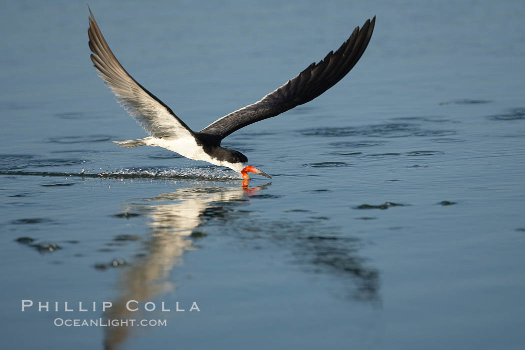 Black skimmer forages by flying over shallow water with its lower mandible dipping below the surface for small fish. San Diego Bay National Wildlife Refuge, California, USA, Rynchops niger, natural history stock photograph, photo id 17428