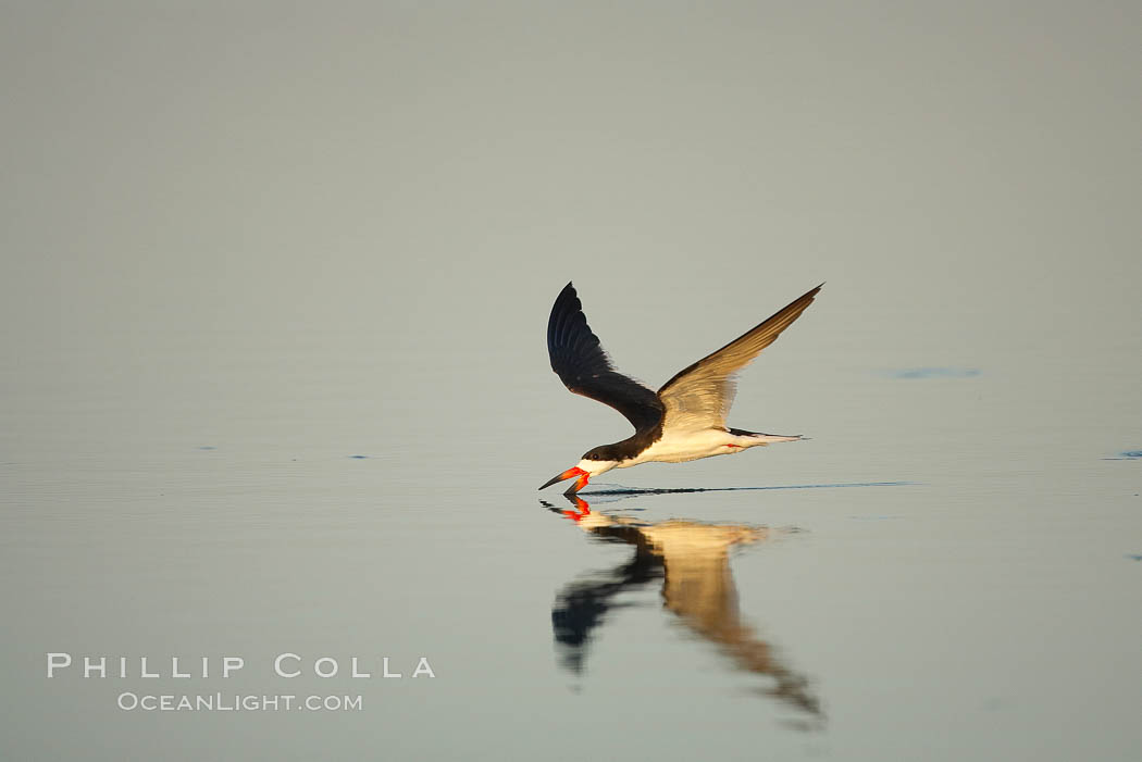 Black skimmer forages by flying over shallow water with its lower mandible dipping below the surface for small fish. San Diego Bay National Wildlife Refuge, California, USA, Rynchops niger, natural history stock photograph, photo id 17440