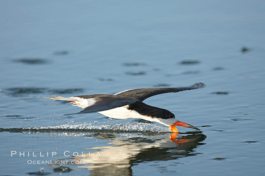 Black skimmer forages by flying over shallow water with its lower mandible dipping below the surface for small fish. San Diego Bay National Wildlife Refuge, California, USA, Rynchops niger, natural history stock photograph, photo id 17437