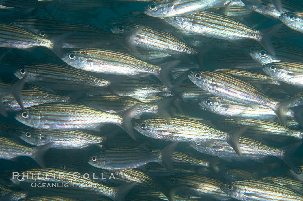 Black-striped salema, polarized school. Cousins, Galapagos Islands, Ecuador, Xenocys jessiae, natural history stock photograph, photo id 16361