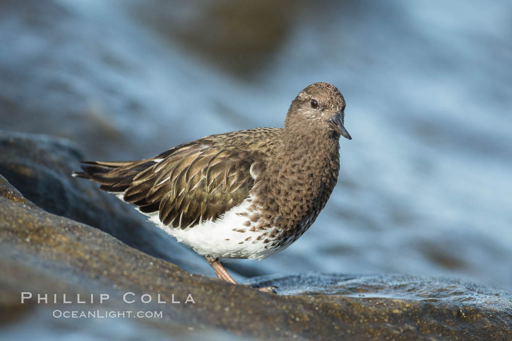 Black Turnstone, La Jolla. California, USA, Arenaria melanocephala, natural history stock photograph, photo id 30394