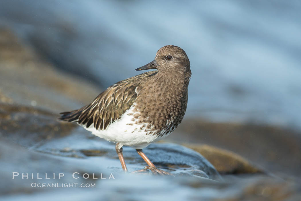 Black Turnstone, La Jolla. California, USA, Arenaria melanocephala, natural history stock photograph, photo id 30392