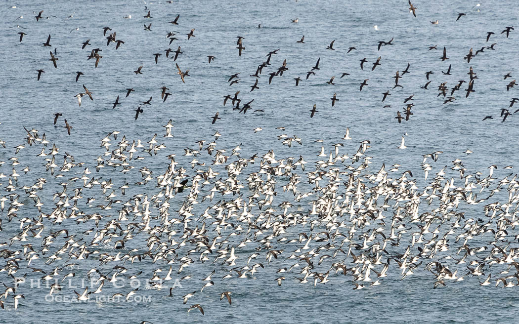 Black-Vented Shearwater Flock over the Ocean, gathered in large numbers to feed on a bait ball near La Jolla Black-Vented Shearwater Flock over the Ocean, gathered in large numbers to feed on a bait ball near La Jolla