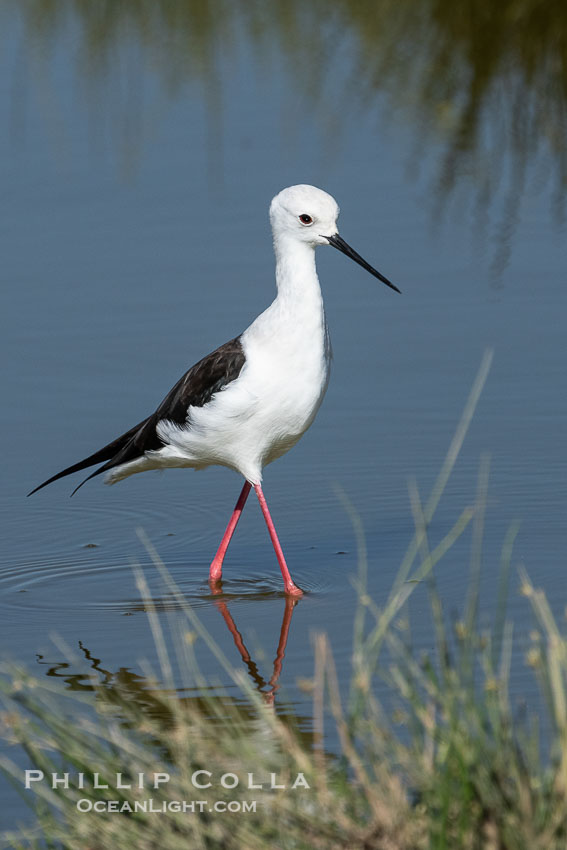 Black-Winged Stilt, Himantopus himantopus, Amboseli National Park., Himantopus himantopus, natural history stock photograph, photo id 39736