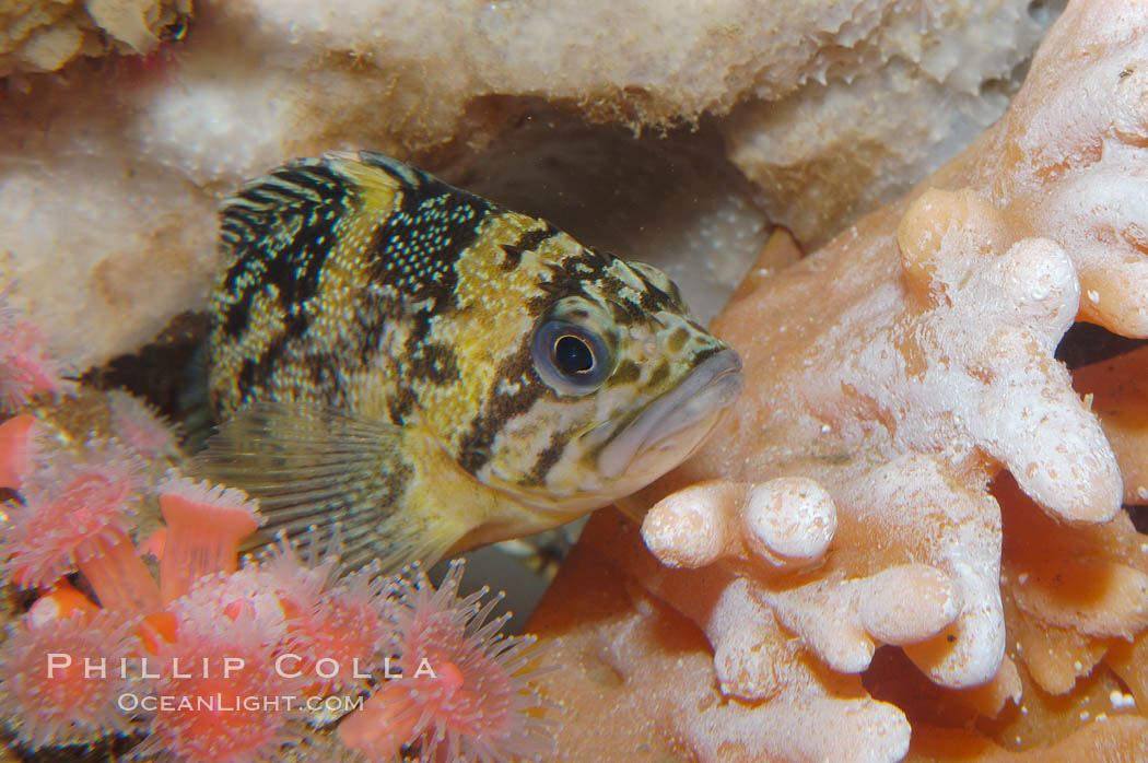 Black-and-yellow rockfish., Sebastes chrysomelas, natural history stock photograph, photo id 09012