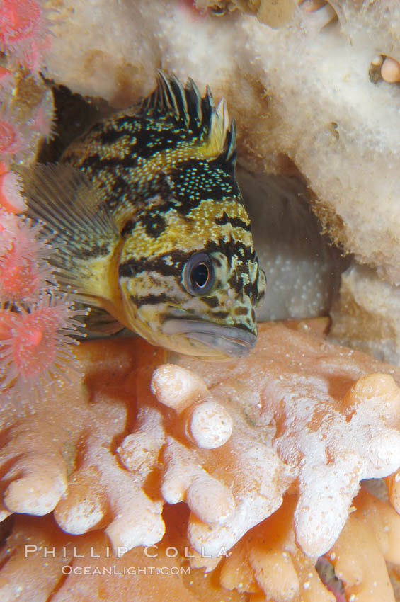 Black-and-yellow rockfish., Sebastes chrysomelas, natural history stock photograph, photo id 09013