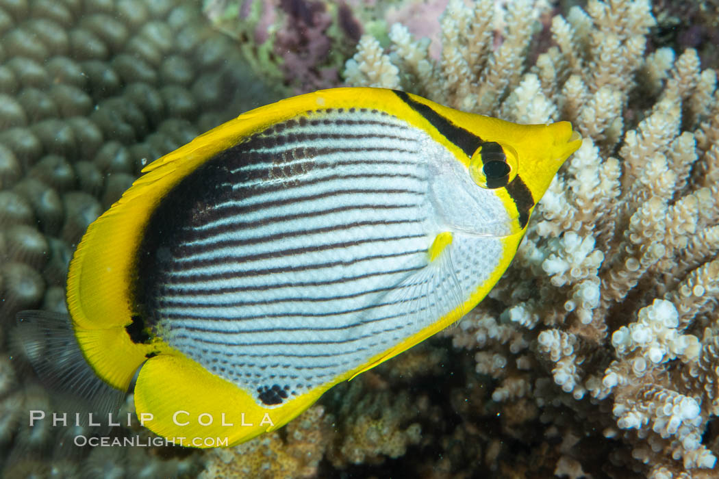 Blackback butterflyfish, Chaetodon melannotus, Fiji., natural history stock photograph, photo id 34991