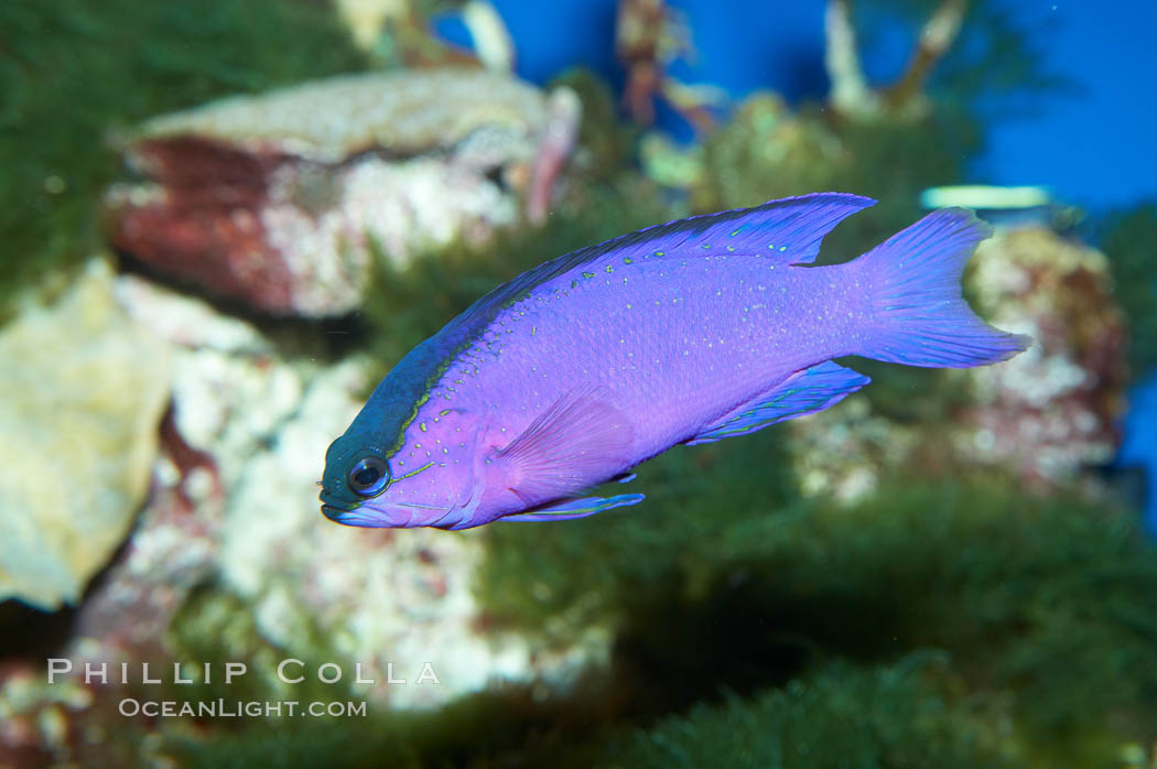 Blackcap gramma basslet., Gramma melacara, natural history stock photograph, photo id 11771