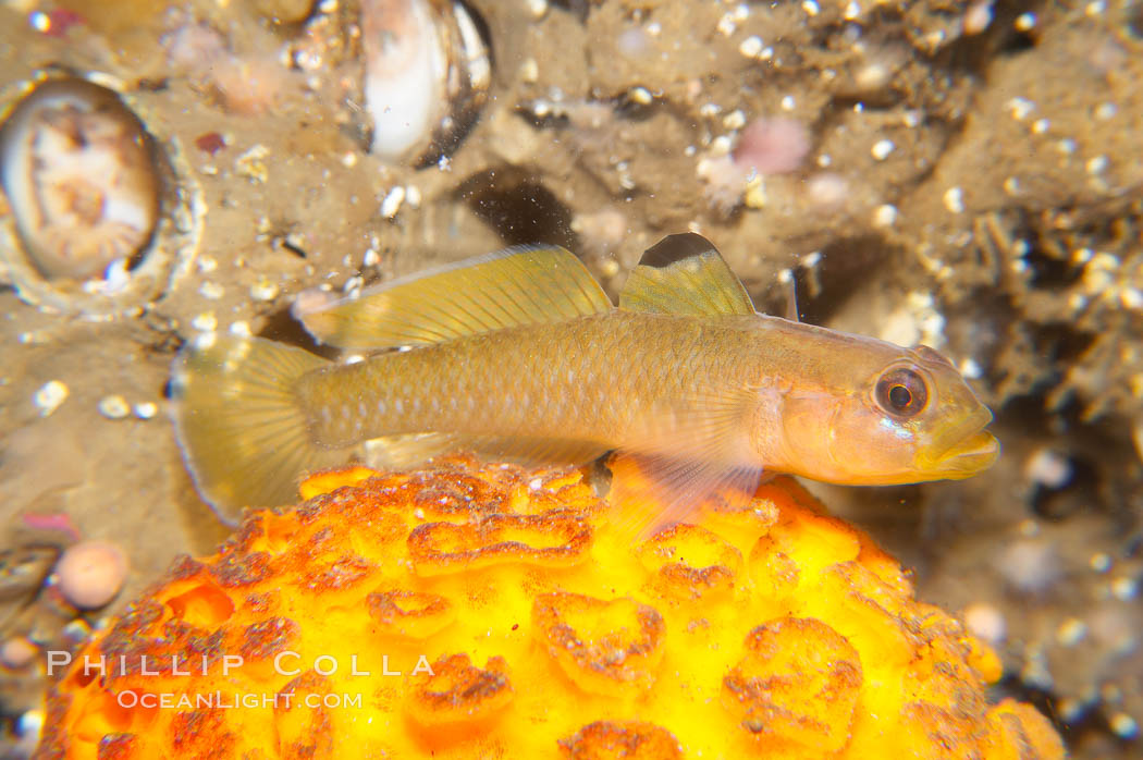 Blackeye Goby perched on orange puffball sponge., Rhinogobiops nicholsii, Tethya aurantia, natural history stock photograph, photo id 14013