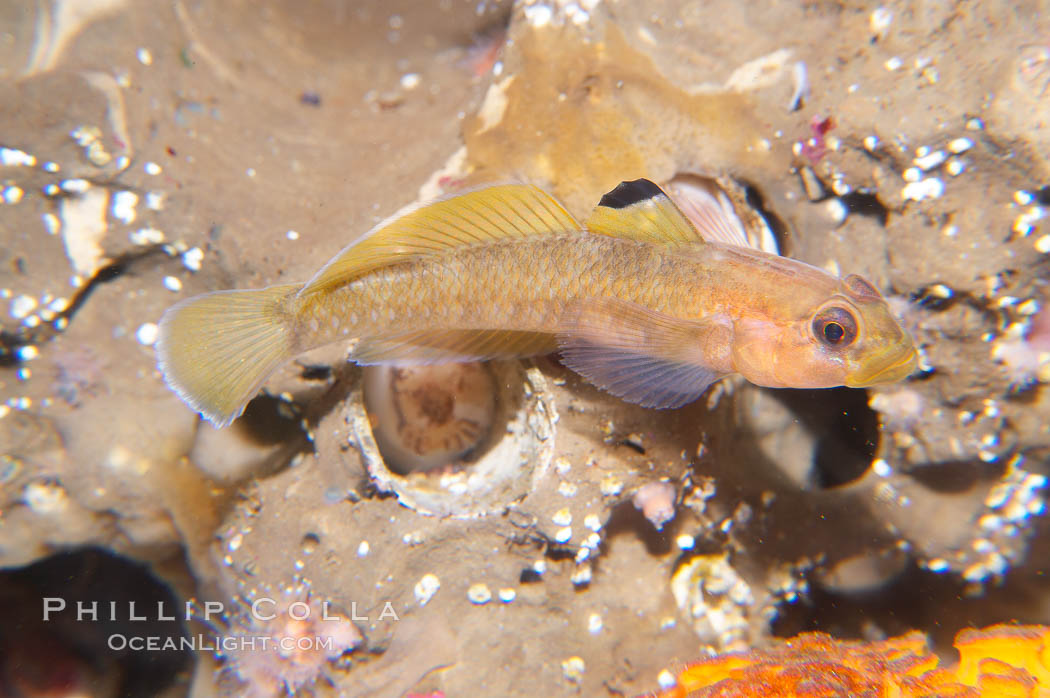 Blackeye Goby., Rhinogobiops nicholsii, natural history stock photograph, photo id 14014