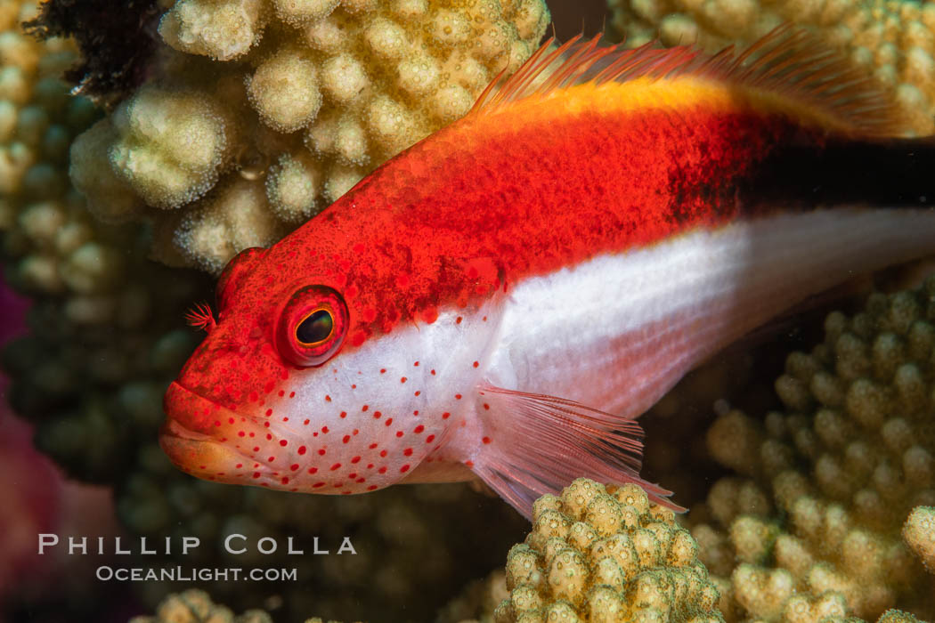 Blackside hawkfish on hard coral, Paracirrhites forsteri, close-up, Fiji, Paracirrhites forsteri, Namena Marine Reserve, Namena Island