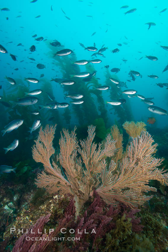 Blacksmith Chromis and California golden gorgonian on underwater rocky reef, San Clemente Island. The golden gorgonian is a filter-feeding temperate colonial species that lives on the rocky bottom at depths between 50 to 200 feet deep. Each individual polyp is a distinct animal, together they secrete calcium that forms the structure of the colony. Gorgonians are oriented at right angles to prevailing water currents to capture plankton drifting by. USA, Chromis punctipinnis, Muricea californica, natural history stock photograph, photo id 30906