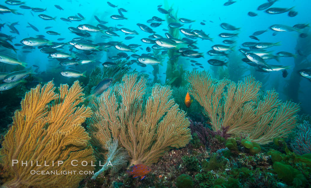 Blacksmith Chromis and California golden gorgonian on underwater rocky reef, San Clemente Island. The golden gorgonian is a filter-feeding temperate colonial species that lives on the rocky bottom at depths between 50 to 200 feet deep. Each individual polyp is a distinct animal, together they secrete calcium that forms the structure of the colony. Gorgonians are oriented at right angles to prevailing water currents to capture plankton drifting by. USA, Chromis punctipinnis, Muricea californica, natural history stock photograph, photo id 30892