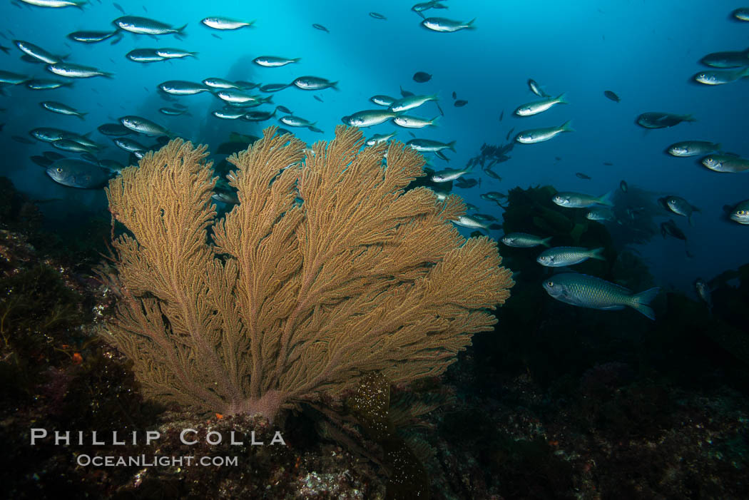 Blacksmith Chromis and California golden gorgonian on underwater rocky reef, San Clemente Island. The golden gorgonian is a filter-feeding temperate colonial species that lives on the rocky bottom at depths between 50 to 200 feet deep. Each individual polyp is a distinct animal, together they secrete calcium that forms the structure of the colony. Gorgonians are oriented at right angles to prevailing water currents to capture plankton drifting by. USA, Chromis punctipinnis, Muricea californica, natural history stock photograph, photo id 30889