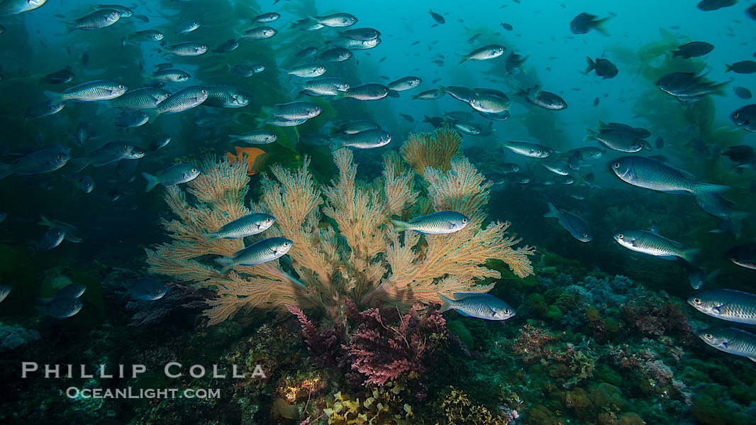 Blacksmith Chromis and California golden gorgonian on underwater rocky reef, San Clemente Island. The golden gorgonian is a filter-feeding temperate colonial species that lives on the rocky bottom at depths between 50 to 200 feet deep. Each individual polyp is a distinct animal, together they secrete calcium that forms the structure of the colony. Gorgonians are oriented at right angles to prevailing water currents to capture plankton drifting by., Chromis punctipinnis, Muricea californica, natural history stock photograph, photo id 30905