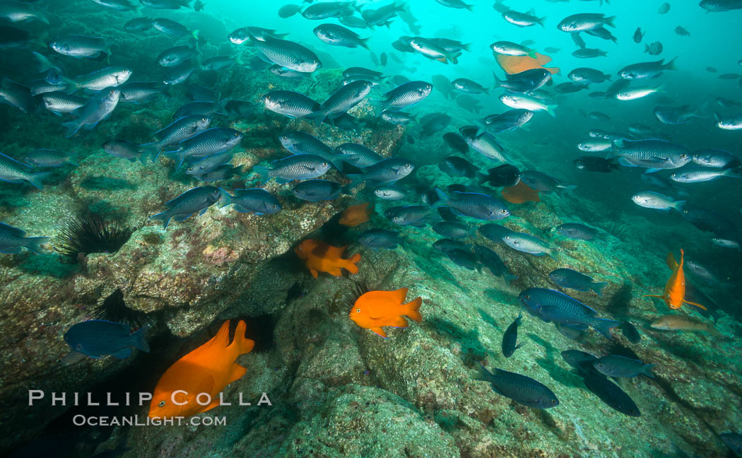 Blacksmith chromis and Garibaldi aggregation, Catalina. Catalina Island, California, USA, Chromis punctipinnis, Hypsypops rubicundus, natural history stock photograph, photo id 30978