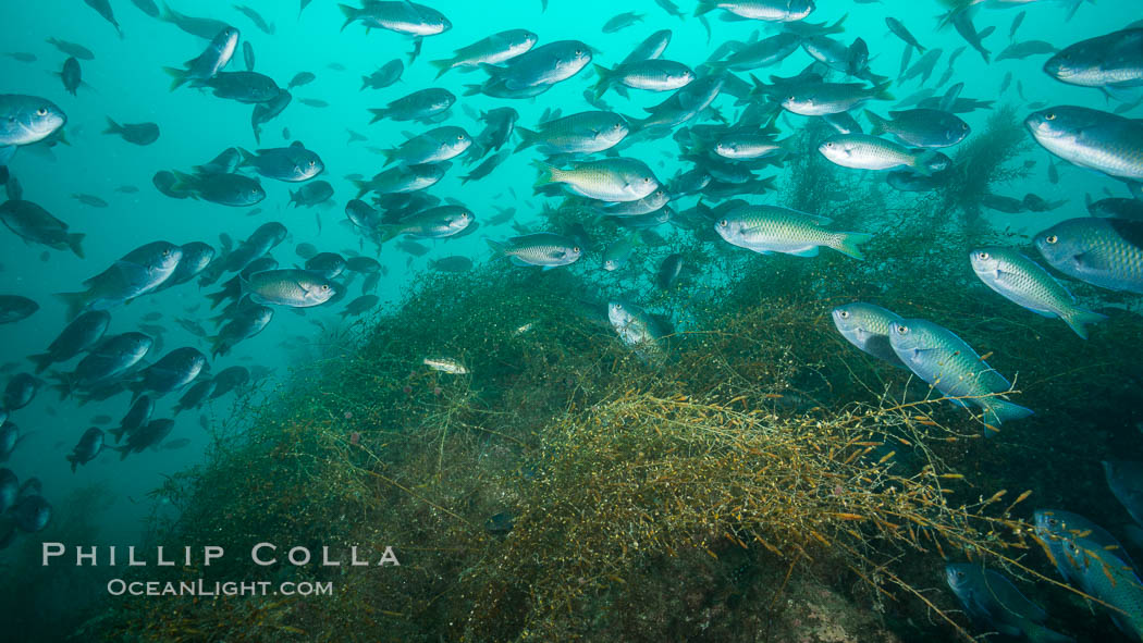 Blacksmith chromis and invasive sargassum, Catalina. Catalina Island, California, USA, Chromis punctipinnis, natural history stock photograph, photo id 30973