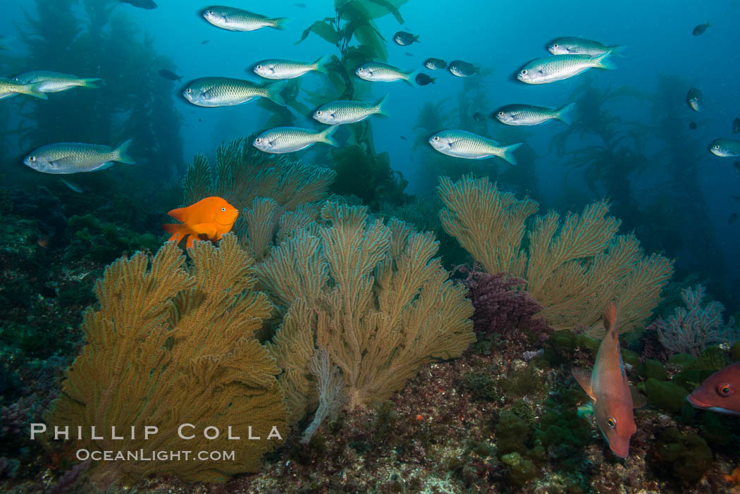 Blacksmith Chromis, Garibaldi and California golden gorgonian on underwater rocky reef, San Clemente Island. The golden gorgonian is a filter-feeding temperate colonial species that lives on the rocky bottom at depths between 50 to 200 feet deep. Each individual polyp is a distinct animal, together they secrete calcium that forms the structure of the colony. Gorgonians are oriented at right angles to prevailing water currents to capture plankton drifting by. USA, Hypsypops rubicundus, Muricea californica, natural history stock photograph, photo id 30890