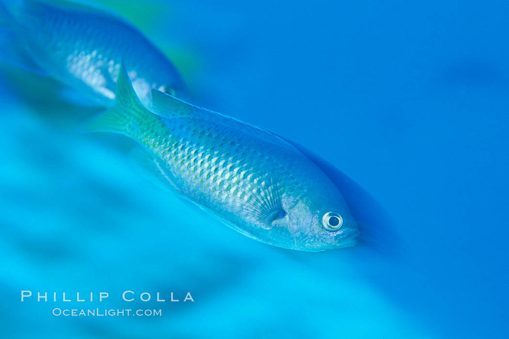 Blacksmith in motion, San Clemente island. San Clemente Island, California, USA, Chromis punctipinnis, natural history stock photograph, photo id 02345