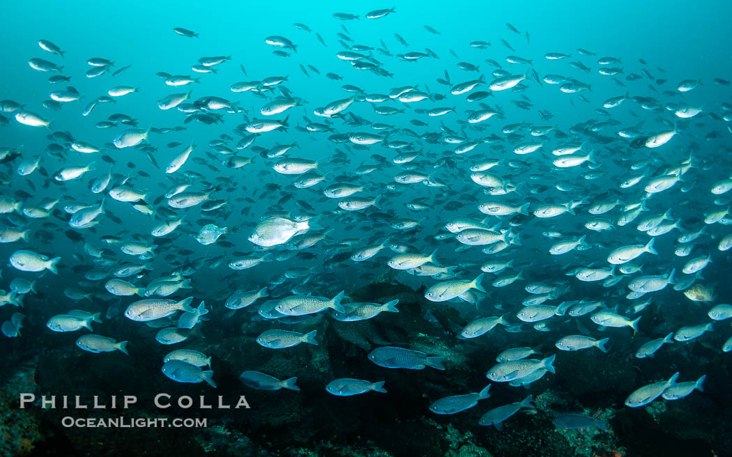 School of Blacksmith chromis, Chromis punctipinnis, Ocean Beach., natural history stock photograph, photo id 39481