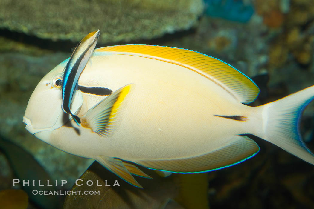 Blackstripe surgeonfish being cleaned by cleaner wrasse., Acanthurus nigricaudas, natural history stock photograph, photo id 12962