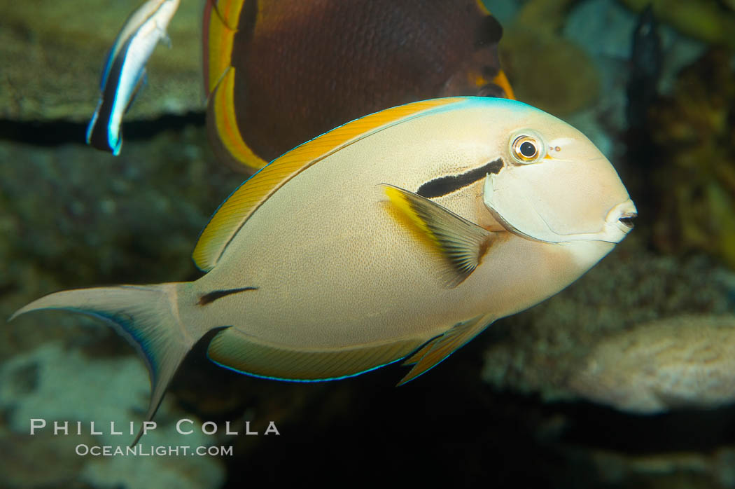 Blackstripe surgeonfish., Acanthurus nigricaudas, natural history stock photograph, photo id 12966