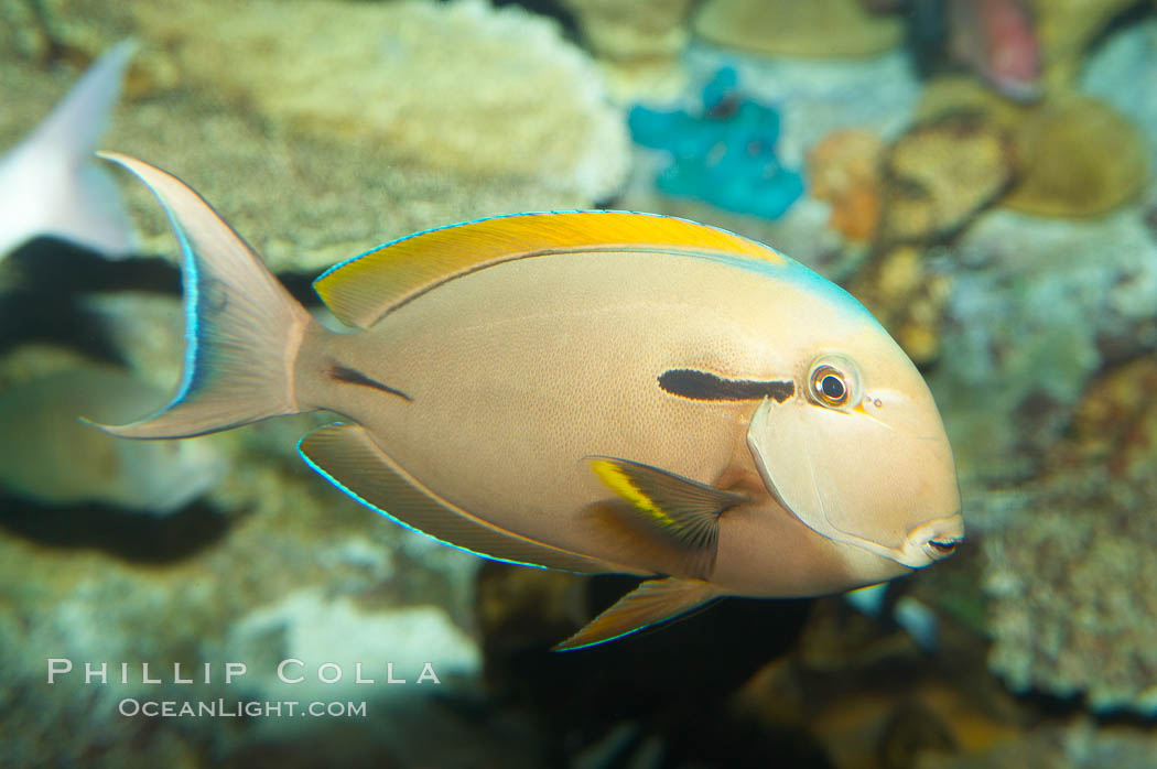 Blackstripe surgeonfish., Acanthurus nigricaudas, natural history stock photograph, photo id 12964