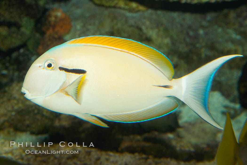 Blackstripe surgeonfish., Acanthurus nigricaudas, natural history stock photograph, photo id 12963