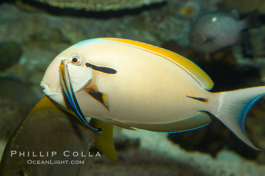 Blackstripe surgeonfish being cleaned by cleaner wrasse., Acanthurus nigricaudas, natural history stock photograph, photo id 12965