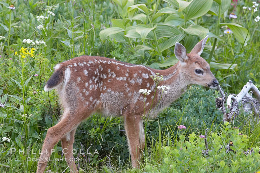 Blacktail deer fawn with spots. Paradise Meadows, Mount Rainier National Park, Washington, USA, natural history stock photograph, photo id 13911