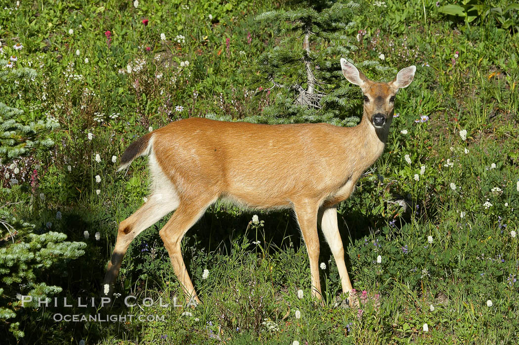 Blacktail deer. Paradise Meadows, Mount Rainier National Park, Washington, USA, natural history stock photograph, photo id 13912